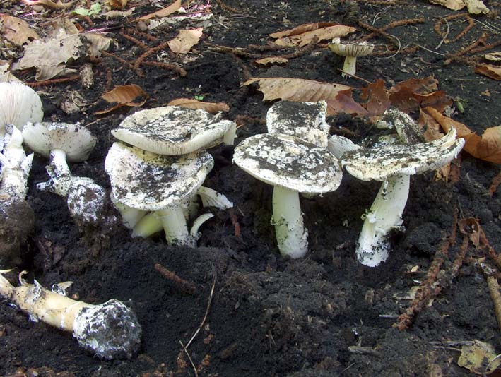 Ancora dalla foresta di Tazzo (TR)
